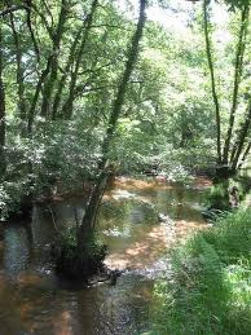 sentier botanique.jpg